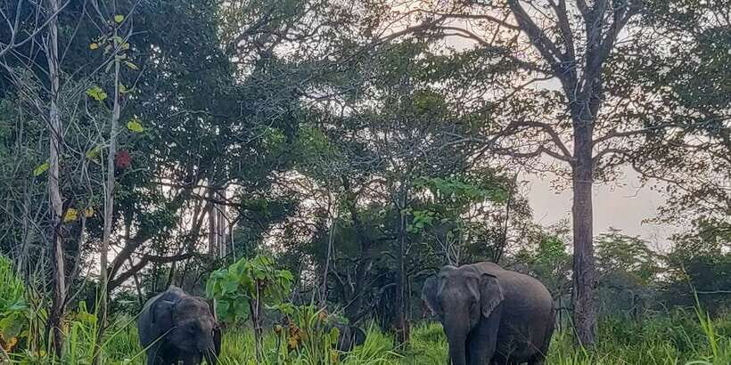 Hurulu Eco Park: 3-Hour Morning or Evening Safari - The 3-hour jeep safari format: smooth, focused, photo-friendly