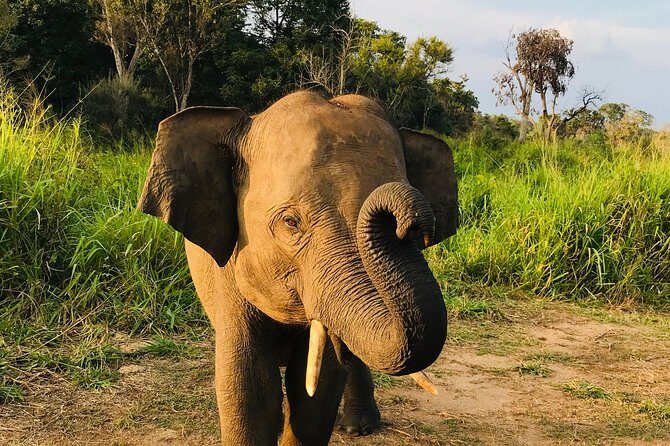 Hurulu Eco Park Half Day Safari - Key things to know before you go