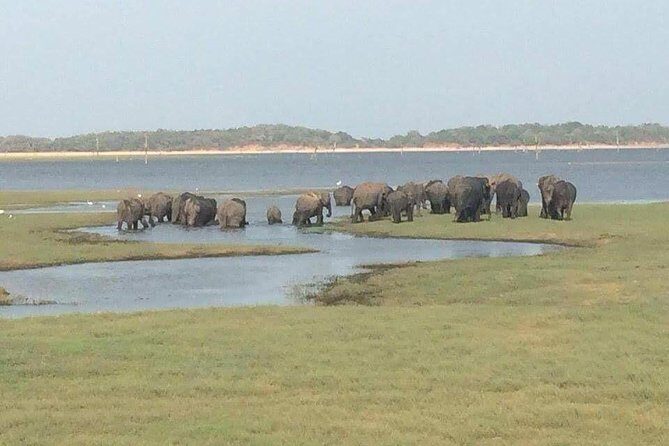 Hurulu eco park jeep safari - Key Things to Know Before You Go