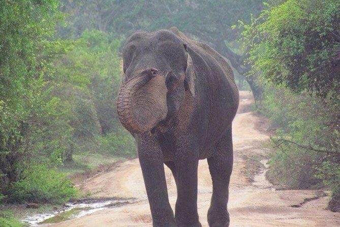 Hurulu eco park jeep safari - Minneriya and the Hurulu area: why a half-day works