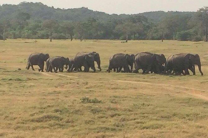 Hurulu eco park jeep safari - The safari flow: how a 3-hour session plays out in the park