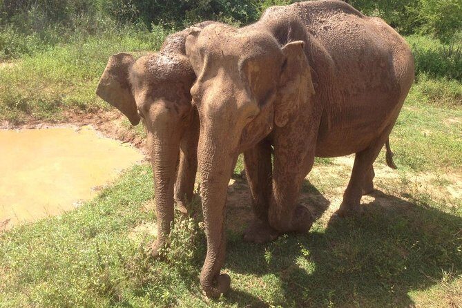Hurulu eco park jeep safari - Comfort, communication, and the little details that matter