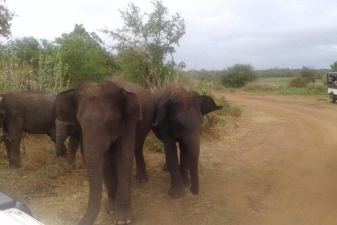 Hurulu eco park jeep safari - How to get the best elephant odds without stressing