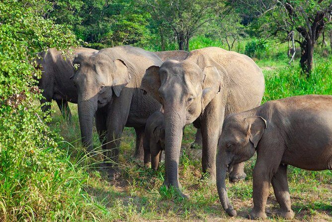 Hurulu Eco Park Private Safari - Where Hurulu Eco Park Fits in Sri Lanka’s Elephant Country