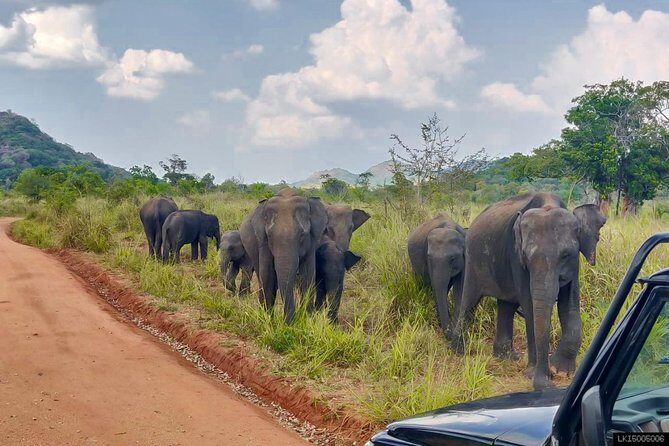 Hurulu Eco Park Private Safari - Entering The Morning or Afternoon Flow (7:00 am vs 2:00 pm)