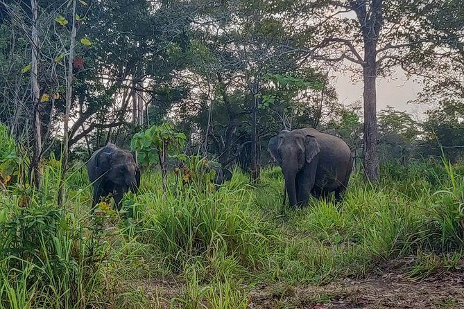 Hurulu Eco Park Private Safari - What You Might See: Elephants, Plus the Extra Species Bonus