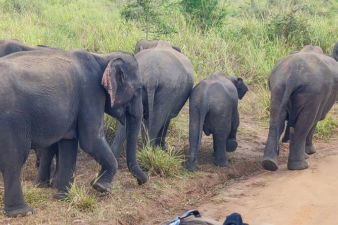 Hurulu Eco Park Private Safari - Close Encounters: The Best Part, With a Weather Reality Check