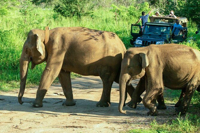 Hurulu Eco Park Private Safari - Price vs Value: Why $27 Can Be a Smart Spend