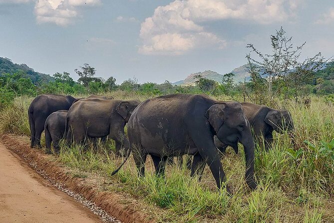 Hurulu Eco Park Private Safari - Staying Flexible: How Nearby Reserves Affect Your Best Elephant Day