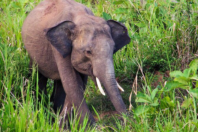 Hurulu Eco Park Private Safari - The 4WD Safari Drive: What You’re Really Paying For