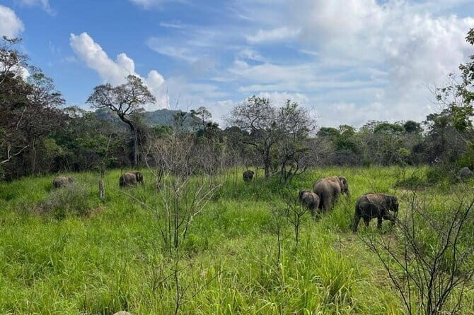 Hurulu Eco Park Safari Adventure - Season rules: why Dec to March is the smart booking window