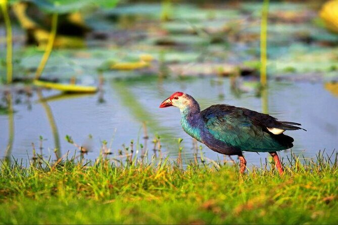 Kalametiya Bird Sanctuary Catamaran Bird Watching Tour - Key highlights you’ll care about