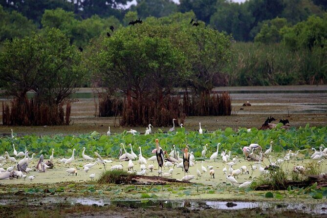 Kalametiya Bird Sanctuary Catamaran Bird Watching Tour - Kalametiya Bird Sanctuary by catamaran: what the experience feels like