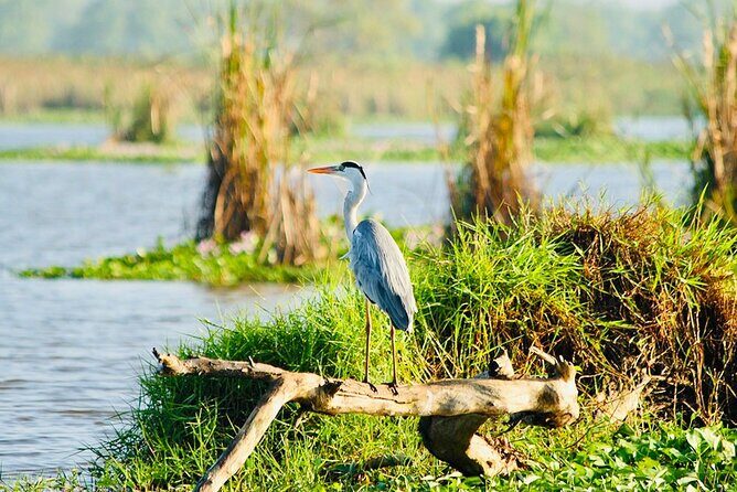 Kalametiya Bird Sanctuary Catamaran Bird Watching Tour - Paddle experience option: when you want extra closeness
