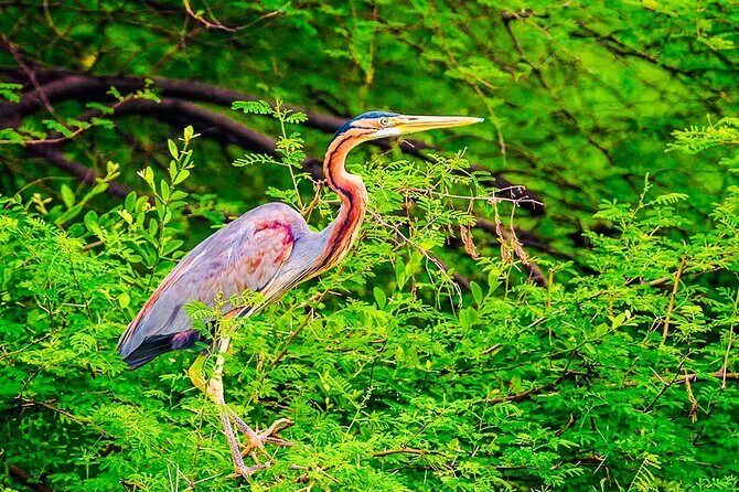Kalametiya Bird Sanctuary Catamaran Bird Watching Tour - Private group tour: the upside and the trade-offs