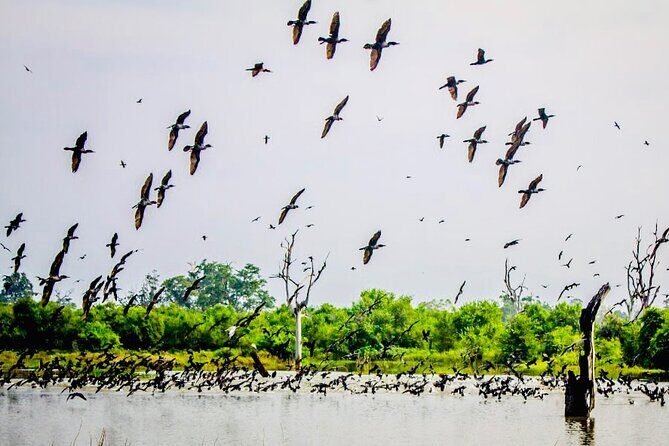 Kalametiya Bird Sanctuary Catamaran Bird Watching Tour - Price at $55 per person: where the value really comes from