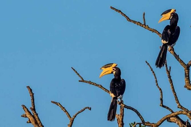 Kalametiya Bird Sanctuary Catamaran Bird Watching Tour - Practical tips so you spot more birds (and enjoy the ride more)
