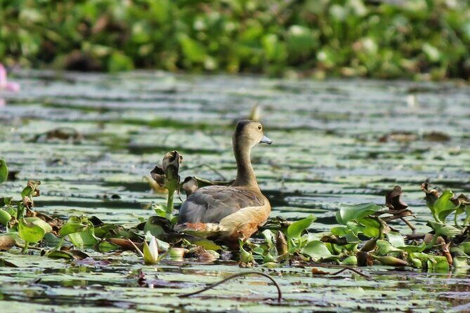 Kalametiya Bird Sanctuary Catamaran Bird Watching Tour - Who this Kalametiya catamaran tour suits best