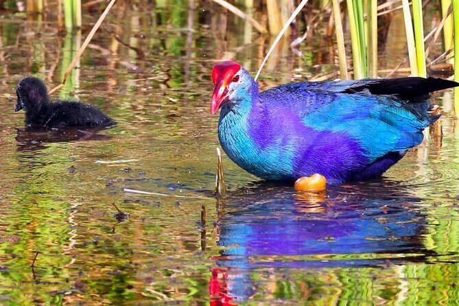 Kalametiya Bird Sanctuary Catamaran Bird Watching Tour - Hotel pickup and drop-off in Galle: less hassle, more bird time
