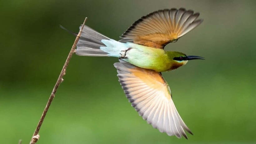 Kalametiya Sanctuary: Bird Watching by Private Boat Tour - Key things to know before you go