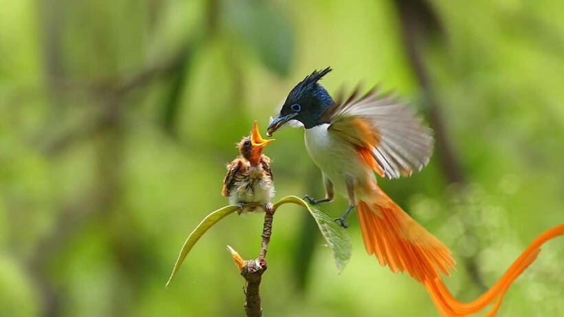 Kalametiya Sanctuary: Bird Watching by Private Boat Tour - Kalametiya Sanctuary: why this lagoon birdwatching feels different