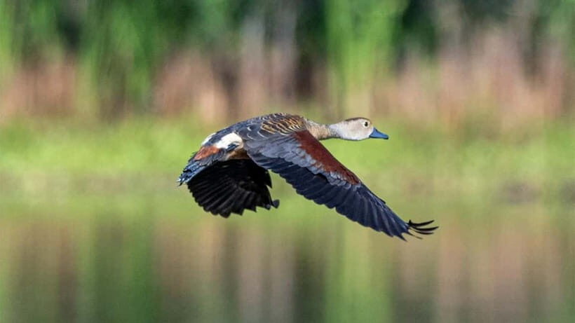 Kalametiya Sanctuary: Bird Watching by Private Boat Tour - What you’re likely to spot: from junglefowl to painted storks