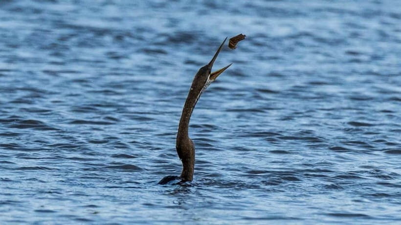 Kalametiya Sanctuary: Bird Watching by Private Boat Tour - Your guide and boatman: what makes a 2-hour trip feel long