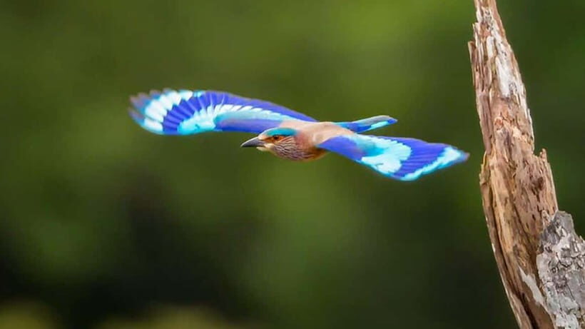 Kalametiya Sanctuary: Bird Watching by Private Boat Tour - Refreshments and the small touches that make it feel local
