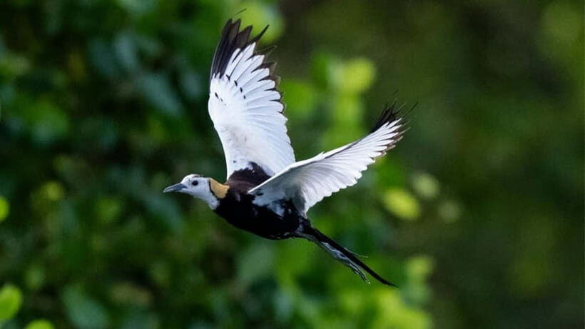 Kalametiya Sanctuary: Bird Watching by Private Boat Tour - Private boat logistics from Kotapola area: the ride pace you want
