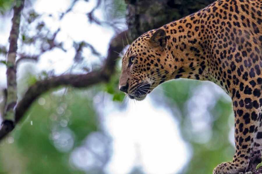 Kalutara/Bentota/Kosgoda/Ahungalla/Hikkaduwa: Yala Safari - Butterflies and birds: the quiet payoff most people miss