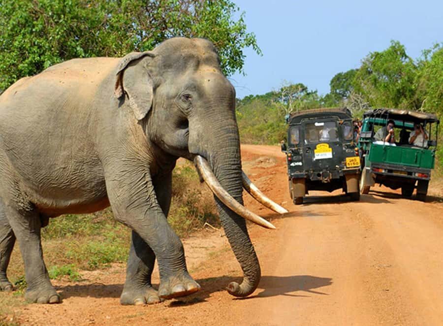 Kandy: 4-Day Sri Lanka Full Circle Private Tour To Colombo - Yala Safari at 2 p.m.: Leopard Chances and the Jeep Rhythm
