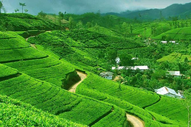 Kandy and Pinnawala Private Day Tour from Colombo/Negombo - Private Colombo-to-Kandy: The real value is not fighting transport