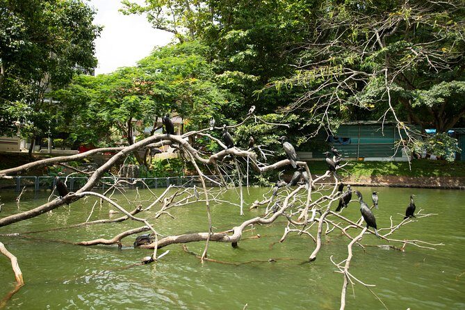 Kandy City Day Tour with a verified tour guide - Royal Botanical Gardens (Peradeniya): orchids, not just strolling