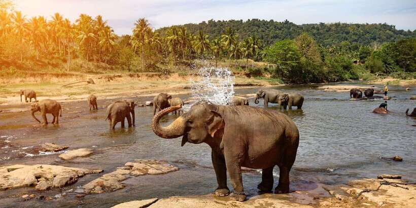 Kandy: City Highlights and Ramboda Waterfall Trip - The Big Idea: Kandy + Ramboda in One Clean Day