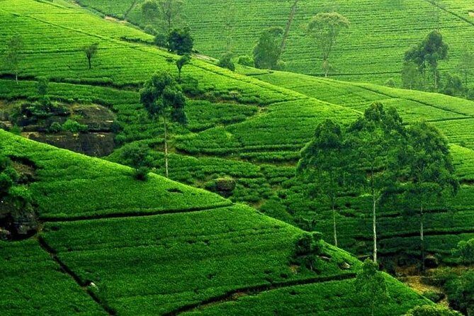 Kandy City Tour - Stop 5: Kandy Lake for an easy scenic loop
