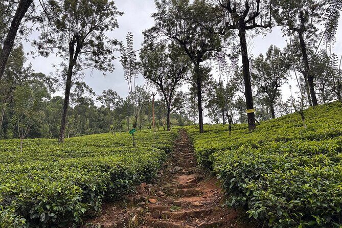 Kandy City Tour By Best Guide Lanka Tours - Peradeniya Botanical Gardens: your longest stretch of quiet time