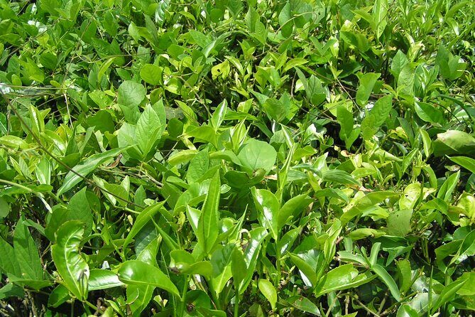 Kandy Full-Day Tour - Stop 2: Susantha Spice and Herbal Garden for Ayurveda context