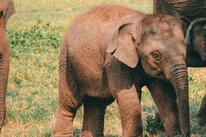 Kandy - Minneriya National park & Sigiriya Rock Fortress - Private Transport - Dambulla Cave Temple climb: planning for walking time