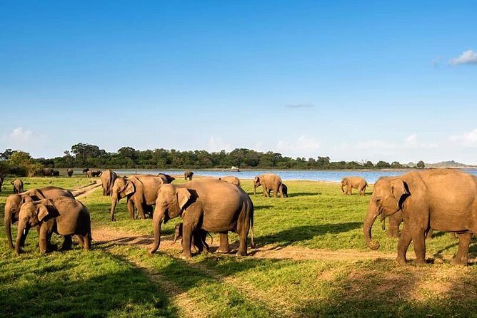 Kandy - Minneriya National park & Sigiriya Rock Fortress - Private Transport - Price and value: $36 that actually covers the big costs