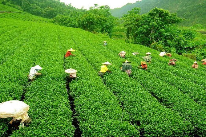 Kandy & Nuwara Eliya | 2 Days Tour - Small practical tips that make your trip smoother