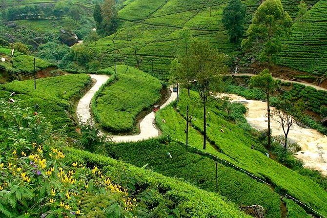 Kandy & Nuwara Eliya | 2 Days Tour - Day 2 to Nuwara Eliya: tea-country scenery and a British-era hill town mood
