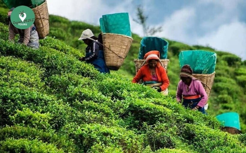 Kandy: Nuwara Eliya Day Explore by Tuk tuk with Local Guide - Key Things I’d Plan Around