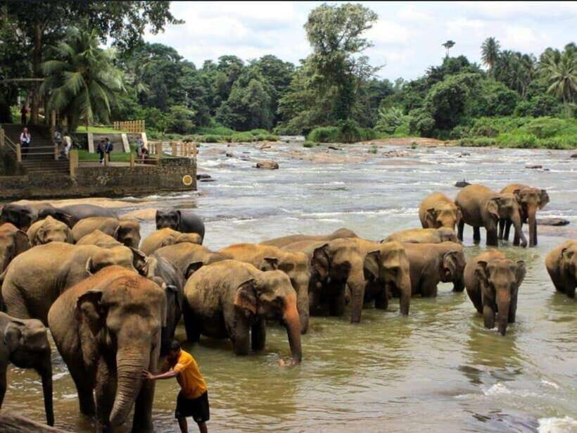 Kandy : Pinnawala Day Tour with Top Rated Local Guide - Top Reasons This Kandy to Pinnawala Day Trip Works
