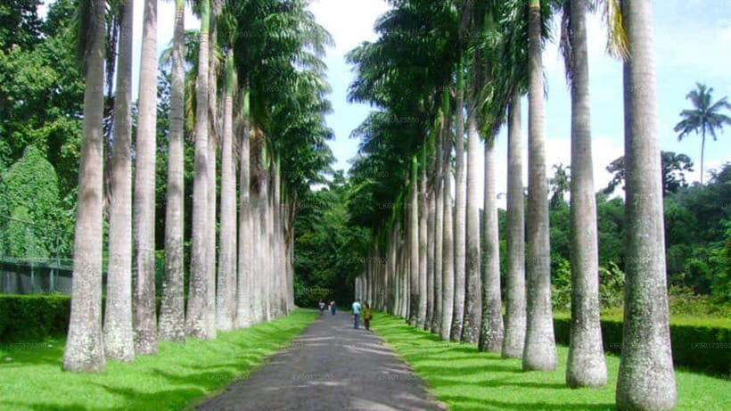 Kandy : Pinnawala Day Tour with Top Rated Local Guide - Watching the Day Flow: How the River-Side Area Changes Your Perspective