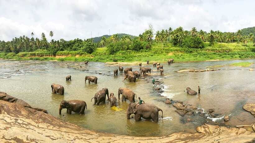 Kandy, Pinnawala Private Day Trip From The West Coast Beach - Royal Botanical Gardens (Peradeniya): The 147-Acre Walk You’ll Want to Slow Down