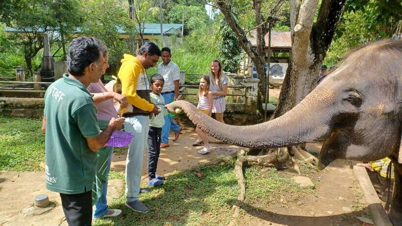 Kandy & Pinnawala & Tea Factory Full Day Tour From Negombo - Kandy day trip from Negombo: why this route works