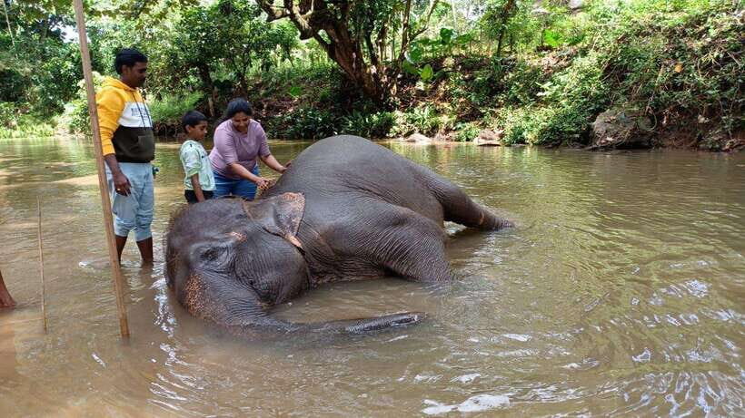 Kandy & Pinnawala & Tea Factory Full Day Tour From Negombo - Tea factory and tea estate: more than a souvenir stop
