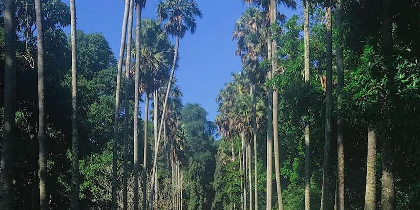 Kandy: Private Guided City Tours by Tuk Tuk Sightseeing Tour - Bahirawakanda Buddha Statue: Views From Higher Ground