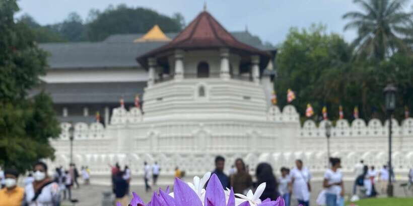 Kandy privet day tour with pinnawala and Tea plantation - Key things to know before you go
