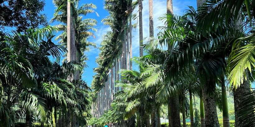 Kandy privet day tour with pinnawala and Tea plantation - Who this private tour is best for